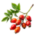 rosehip oil